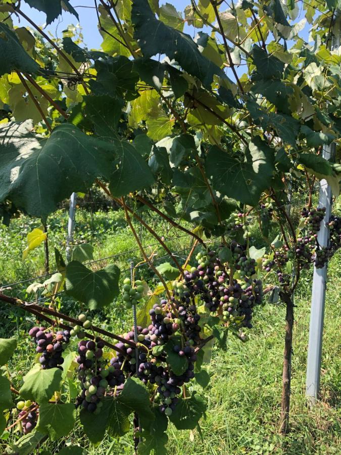 Apartmán Winzerhaeuschen Kern Fehring Exteriér fotografie